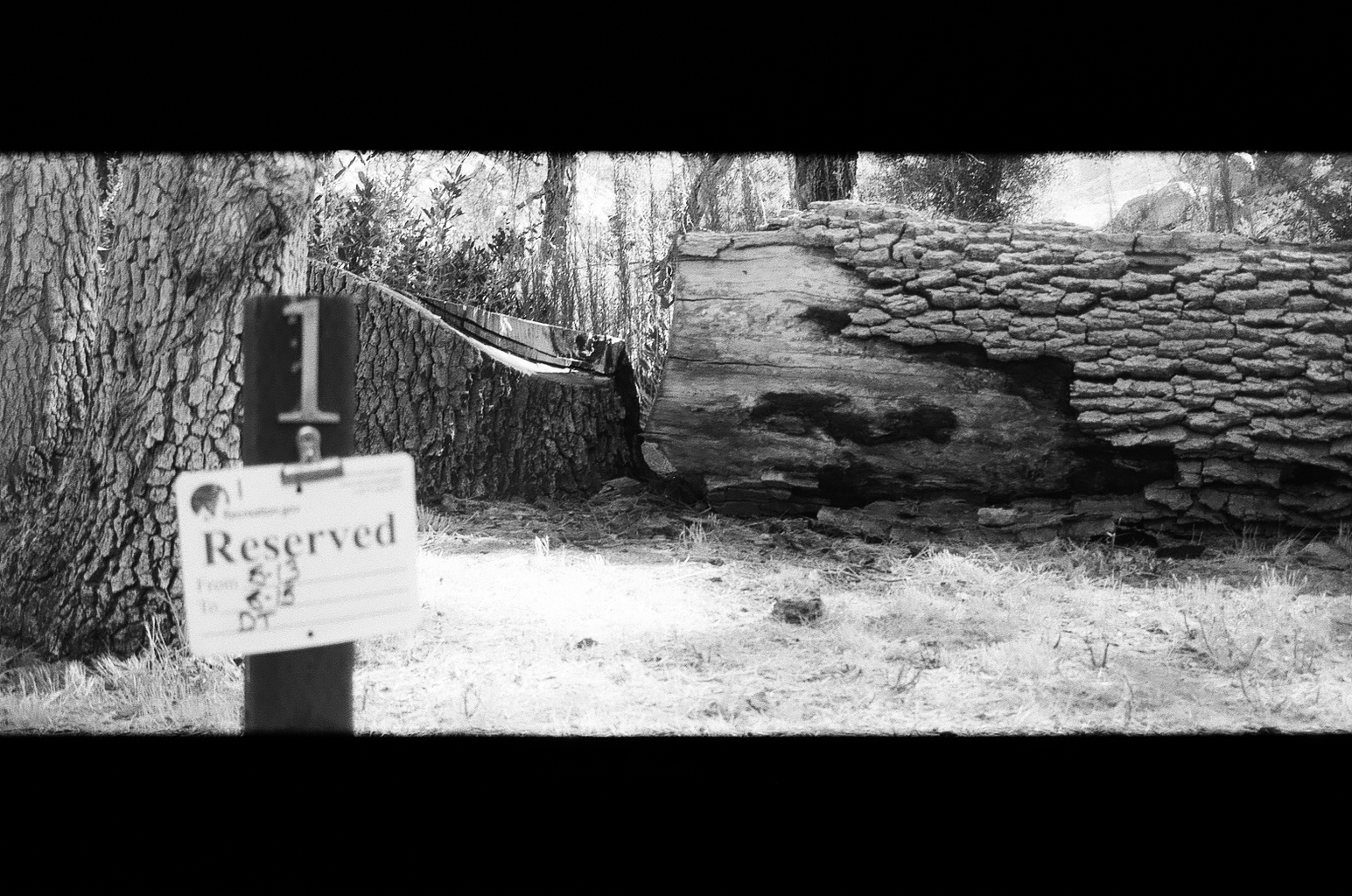 fallen tree behind campsite reservation marker, bw
