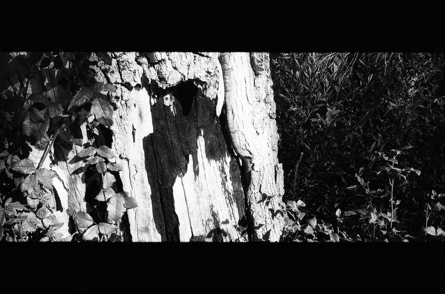 tree trunk scarred by fire, bw