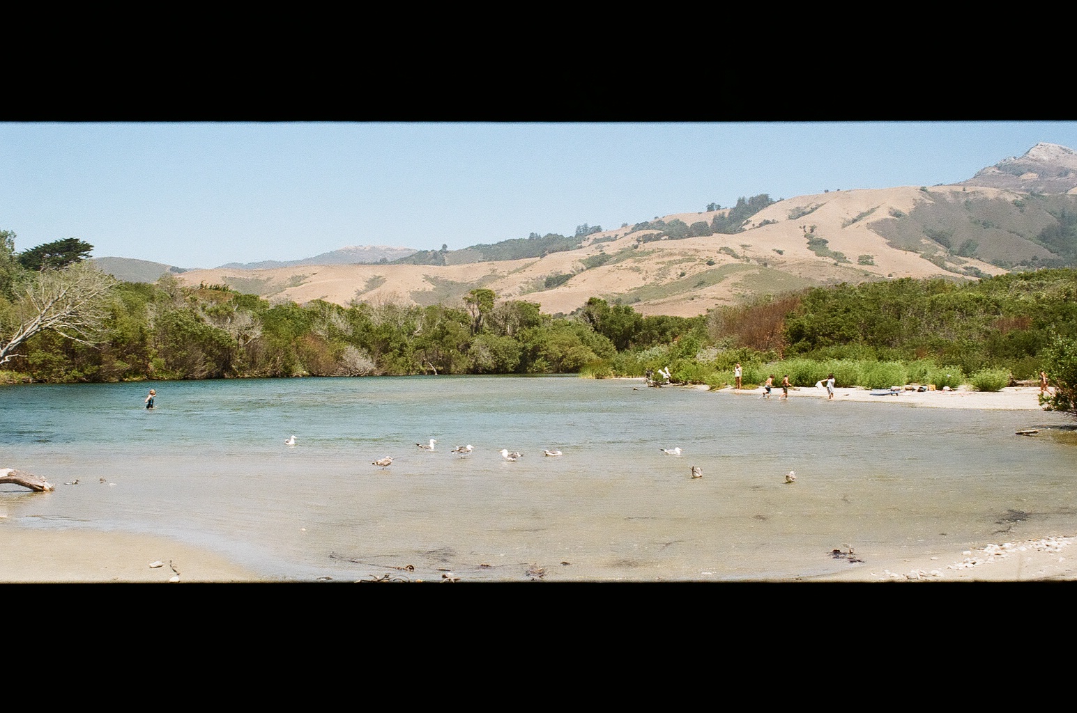 seagulls and beachgoers at the tidepool