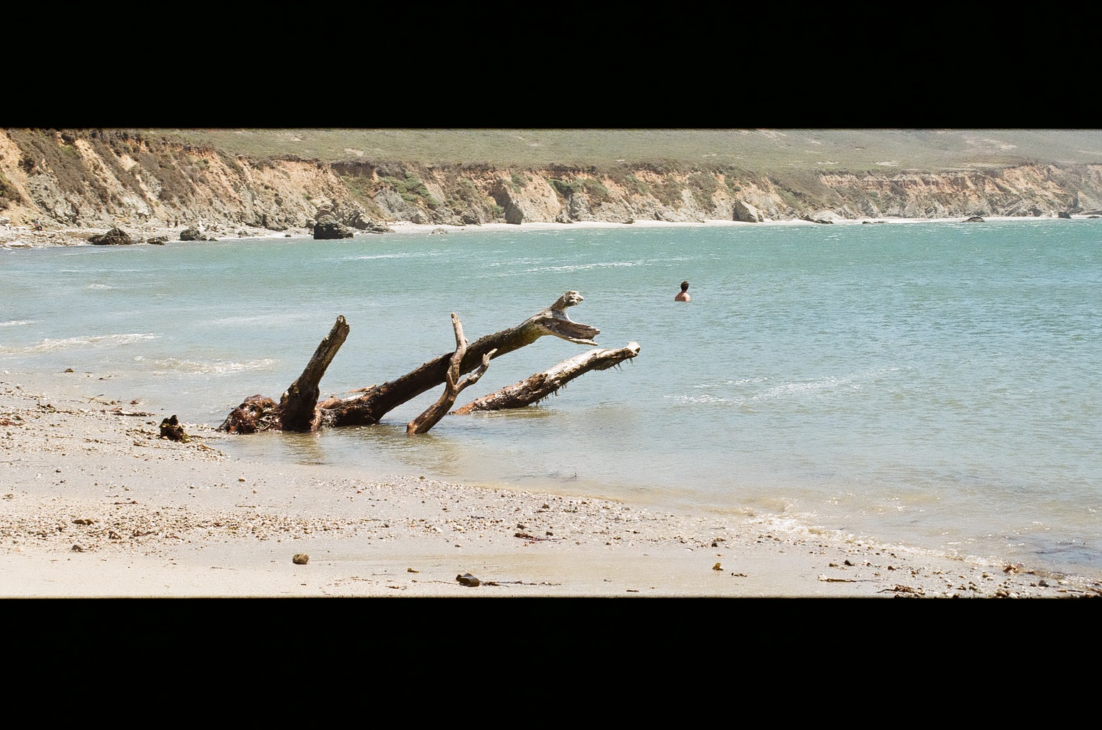 beached driftwood