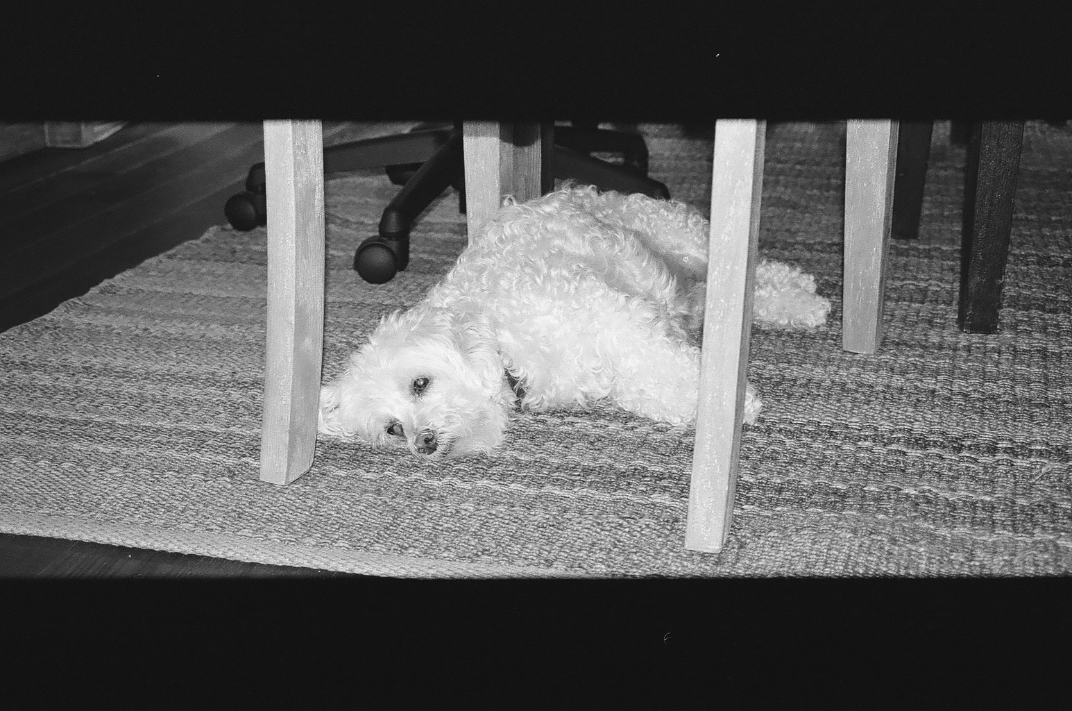 fancy taking a rest, bw