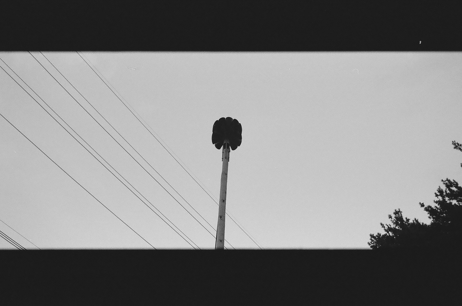 siren, bw